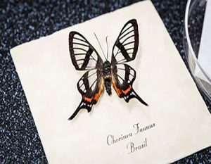 الهام از بال پروانه برای ساخت نانوپوشش ضد‌انعکاس
